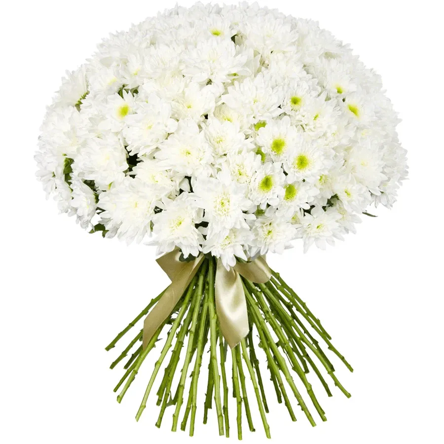 Хризантемы кустовые белые